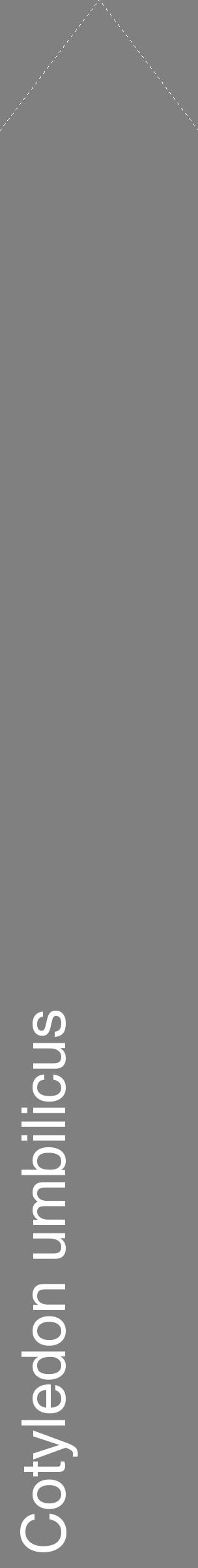 Étiquette de : Cotyledon umbilicus - format c - style blanche57_simplehel avec comestibilité