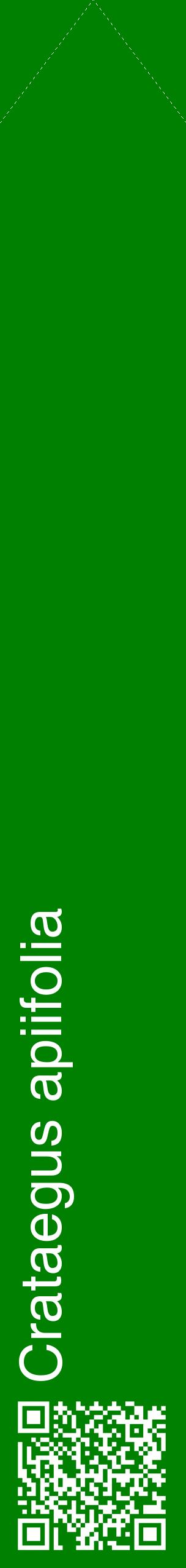 Étiquette de : Crataegus apiifolia - format c - style blanche9_simplehel avec qrcode et comestibilité