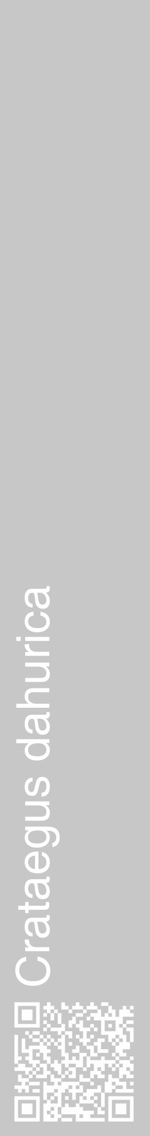 Étiquette de : Crataegus dahurica - format c - style blanche15_basique_basiquehel avec qrcode et comestibilité - position verticale