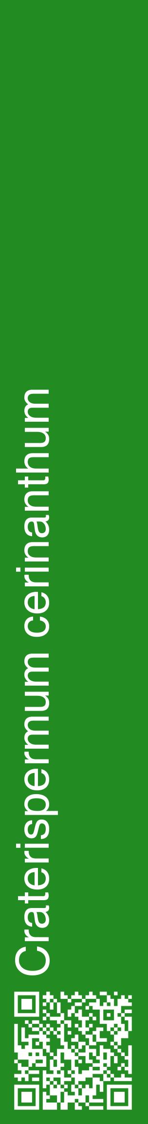 Étiquette de : Craterispermum cerinanthum - format c - style blanche10_basiquehel avec qrcode et comestibilité