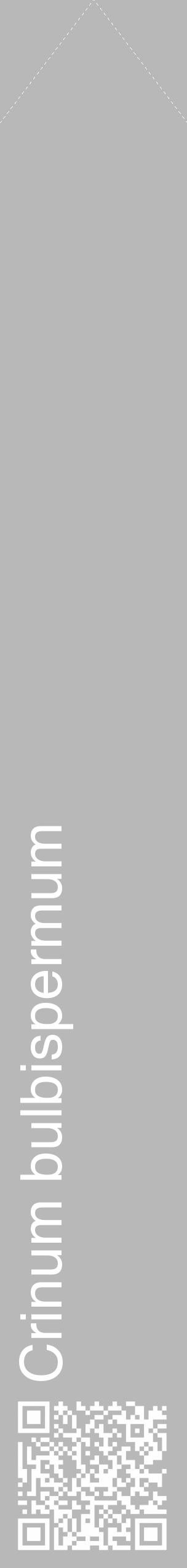 Étiquette de : Crinum bulbispermum - format c - style blanche39_simple_simplehel avec qrcode et comestibilité - position verticale