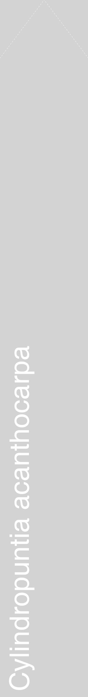 Étiquette de : Cylindropuntia acanthocarpa - format c - style blanche56_simplehel avec comestibilité