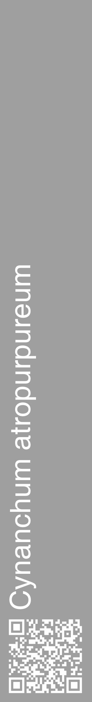 Étiquette de : Cynanchum atropurpureum - format c - style blanche24_basique_basiquehel avec qrcode et comestibilité - position verticale