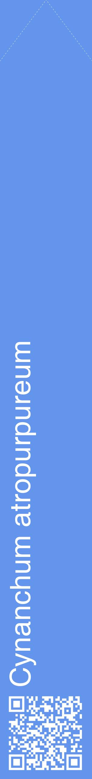 Étiquette de : Cynanchum atropurpureum - format c - style blanche4_simplehel avec qrcode et comestibilité