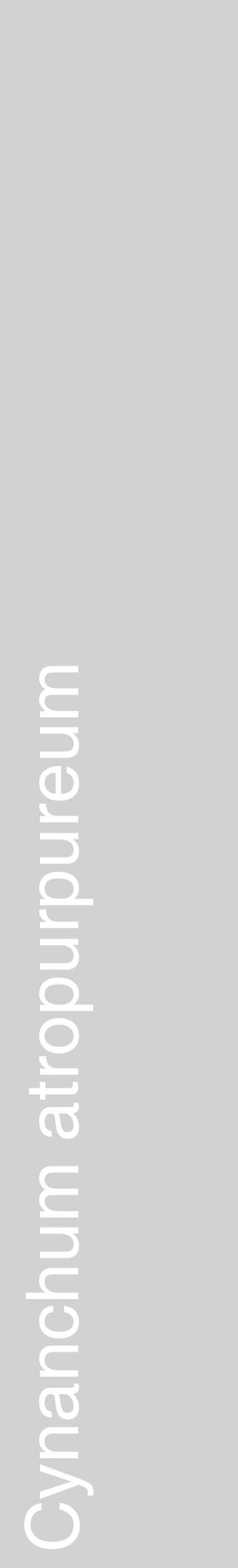 Étiquette de : Cynanchum atropurpureum - format c - style blanche14_basique_basiquehel avec comestibilité - position verticale