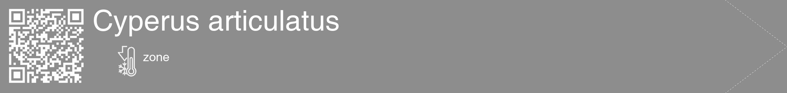 Étiquette de : Cyperus articulatus - format c - style blanche2_simple_simplehel avec qrcode et comestibilité