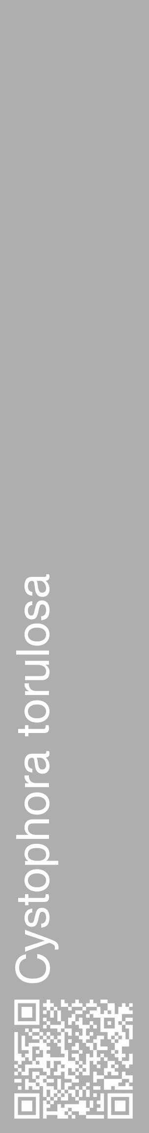 Étiquette de : Cystophora torulosa - format c - style blanche53_basique_basiquehel avec qrcode et comestibilité - position verticale