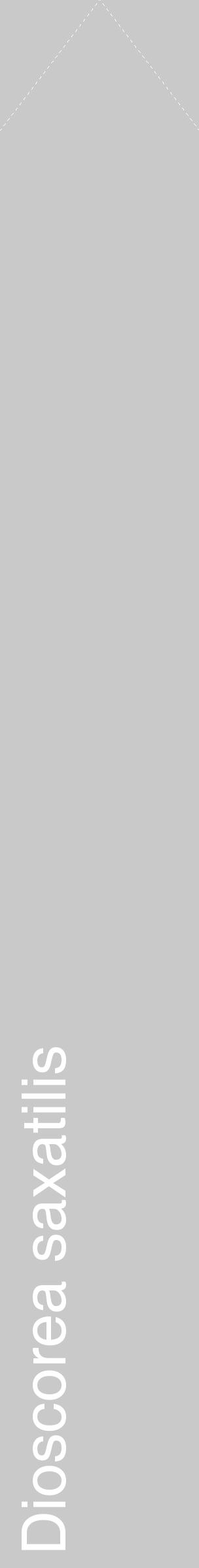 Étiquette de : Dioscorea saxatilis - format c - style blanche54_simple_simplehel avec comestibilité - position verticale
