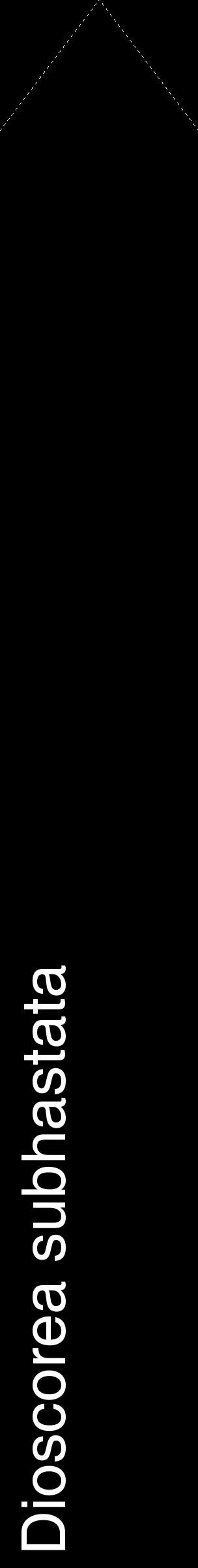 Étiquette de : Dioscorea subhastata - format c - style blanche59_simplehel avec comestibilité