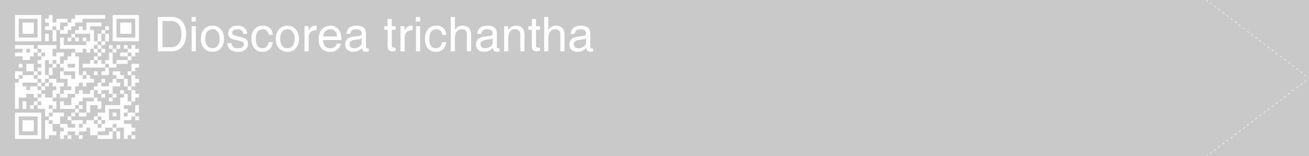 Étiquette de : Dioscorea trichantha - format c - style blanche54_simple_simplehel avec qrcode et comestibilité