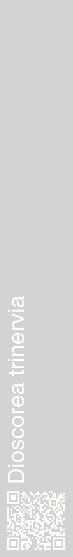 Étiquette de : Dioscorea trinervia - format c - style blanche56_basiquehel avec qrcode et comestibilité