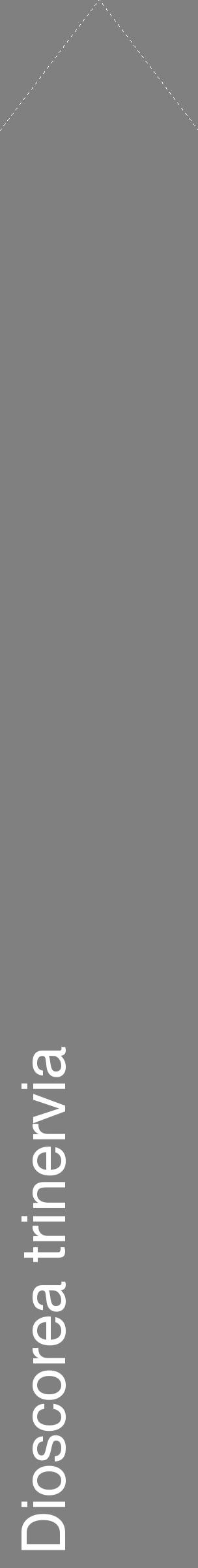 Étiquette de : Dioscorea trinervia - format c - style blanche57_simplehel avec comestibilité