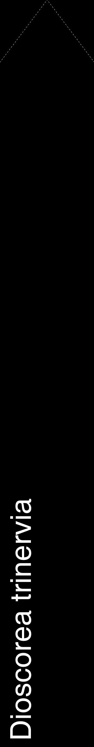 Étiquette de : Dioscorea trinervia - format c - style blanche59_simplehel avec comestibilité