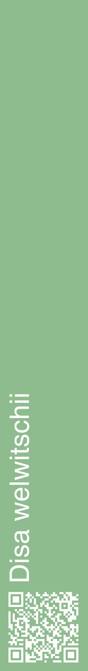 Étiquette de : Disa welwitschii - format c - style blanche13_basiquehel avec qrcode et comestibilité