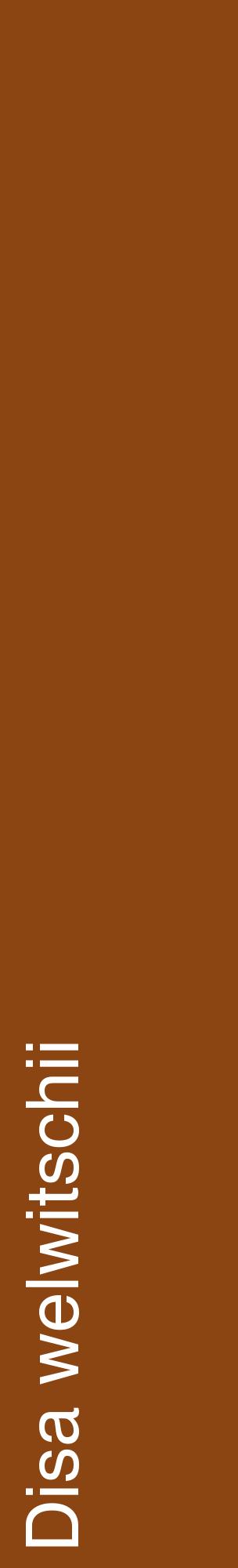 Étiquette de : Disa welwitschii - format c - style blanche30_basiquehel avec comestibilité