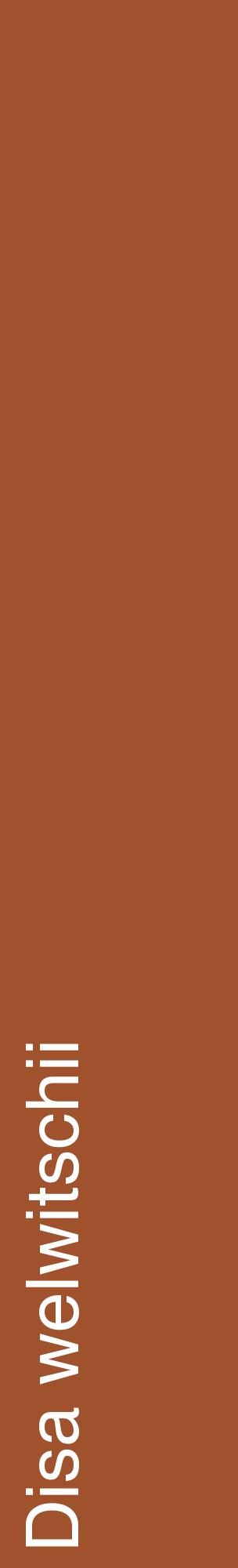 Étiquette de : Disa welwitschii - format c - style blanche32_basiquehel avec comestibilité