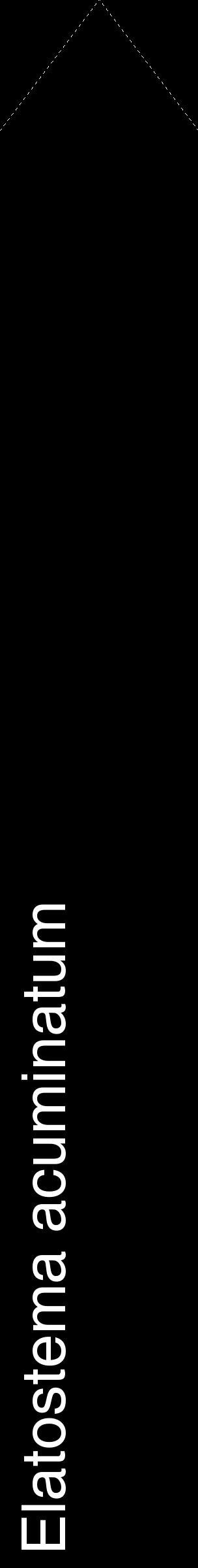 Étiquette de : Elatostema acuminatum - format c - style blanche59_simplehel avec comestibilité