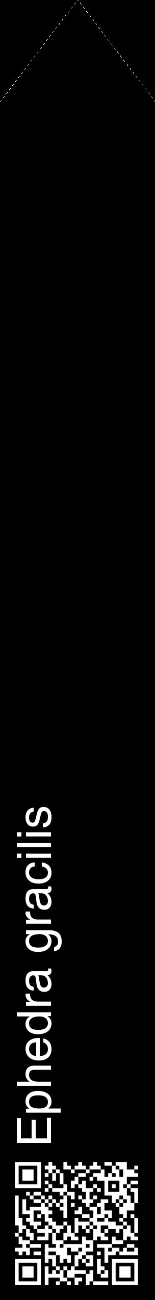 Étiquette de : Ephedra gracilis - format c - style blanche59_simplehel avec qrcode et comestibilité