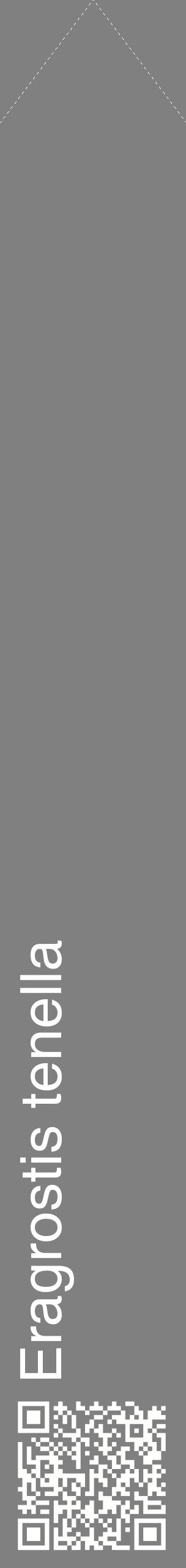 Étiquette de : Eragrostis tenella - format c - style blanche57_simplehel avec qrcode et comestibilité