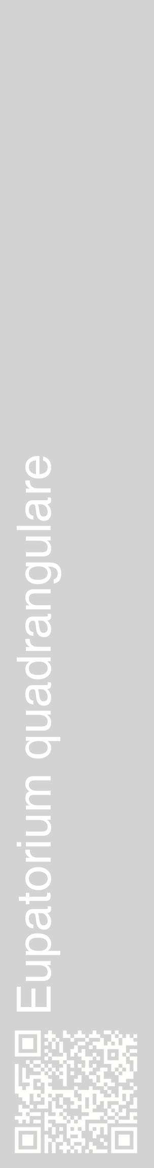 Étiquette de : Eupatorium quadrangulare - format c - style blanche56_basiquehel avec qrcode et comestibilité