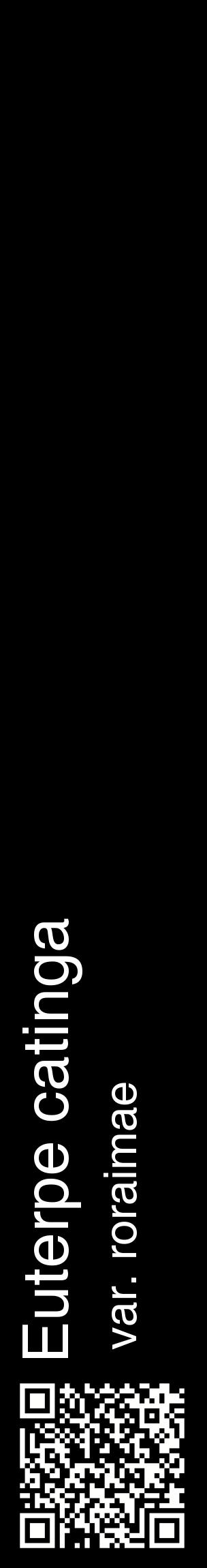 Étiquette de : Euterpe catinga var. roraimae - format c - style blanche59_basiquehel avec qrcode et comestibilité