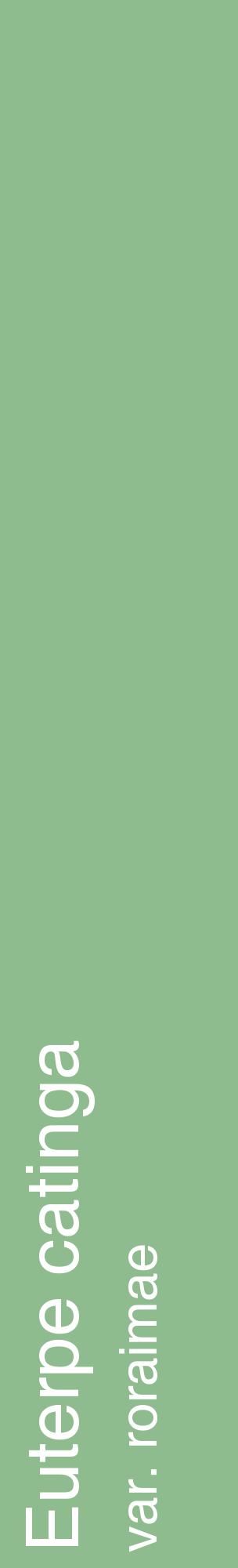 Étiquette de : Euterpe catinga var. roraimae - format c - style blanche13_basiquehel avec comestibilité