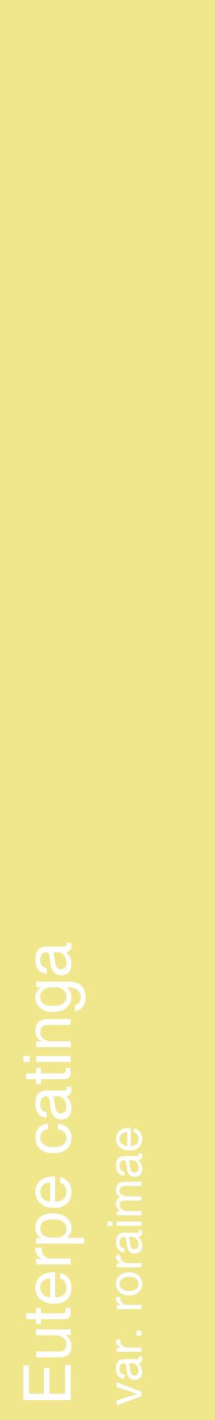 Étiquette de : Euterpe catinga var. roraimae - format c - style blanche20_basiquehel avec comestibilité