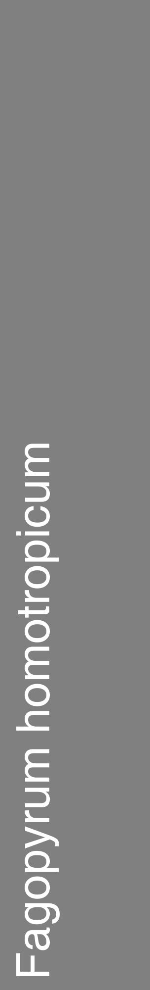 Étiquette de : Fagopyrum homotropicum - format c - style blanche57_basiquehel avec comestibilité