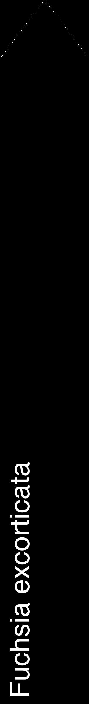 Étiquette de : Fuchsia excorticata - format c - style blanche59_simplehel avec comestibilité