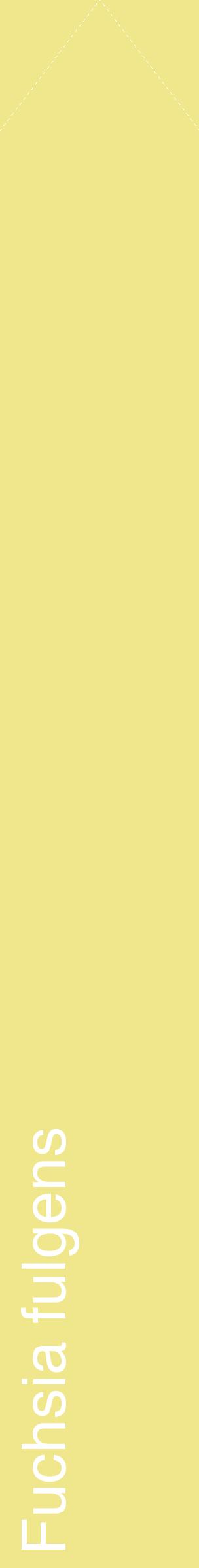 Étiquette de : Fuchsia fulgens - format c - style blanche20_simplehel avec comestibilité