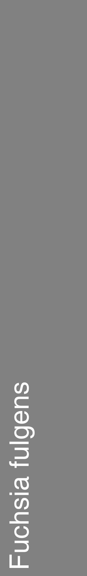 Étiquette de : Fuchsia fulgens - format c - style blanche50_basique_basiquehel avec comestibilité - position verticale