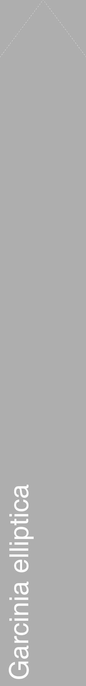 Étiquette de : Garcinia elliptica - format c - style blanche53_simple_simplehel avec comestibilité - position verticale