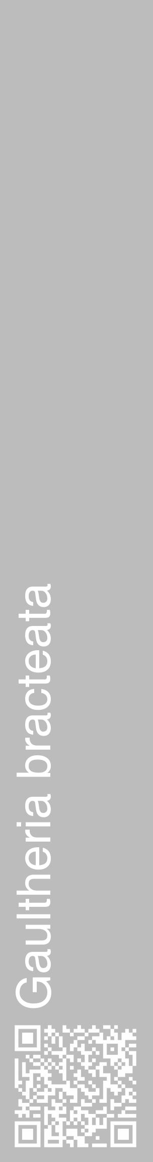 Étiquette de : Gaultheria bracteata - format c - style blanche1_basique_basiquehel avec qrcode et comestibilité - position verticale