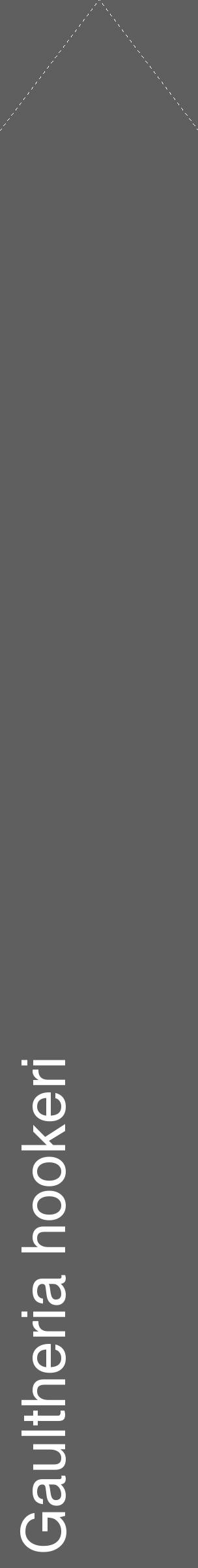 Étiquette de : Gaultheria hookeri - format c - style blanche10_simple_simplehel avec comestibilité - position verticale