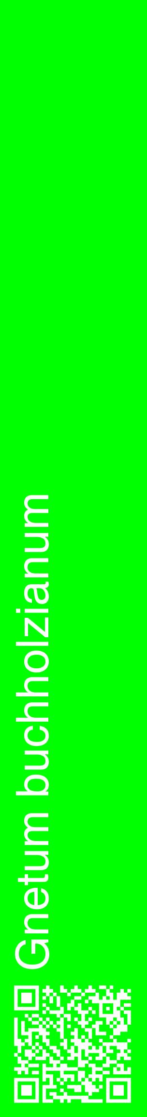 Étiquette de : Gnetum buchholzianum - format c - style blanche16_basiquehel avec qrcode et comestibilité