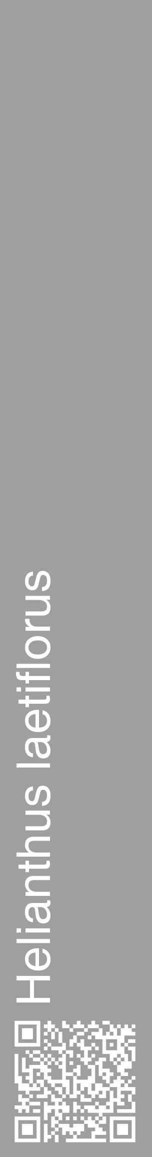 Étiquette de : Helianthus laetiflorus - format c - style blanche24_basique_basiquehel avec qrcode et comestibilité - position verticale