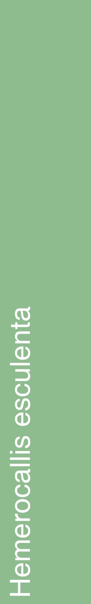 Étiquette de : Hemerocallis esculenta - format c - style blanche13_basiquehel avec comestibilité