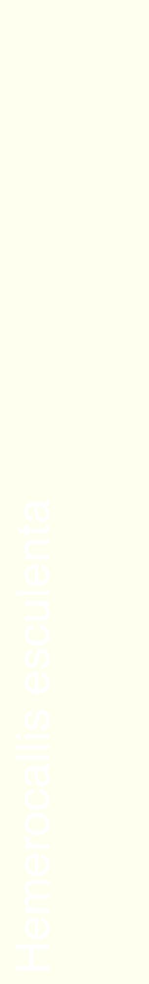 Étiquette de : Hemerocallis esculenta - format c - style blanche19_basiquehel avec comestibilité