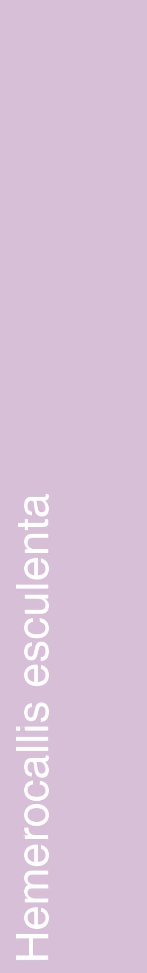 Étiquette de : Hemerocallis esculenta - format c - style blanche54_basiquehel avec comestibilité