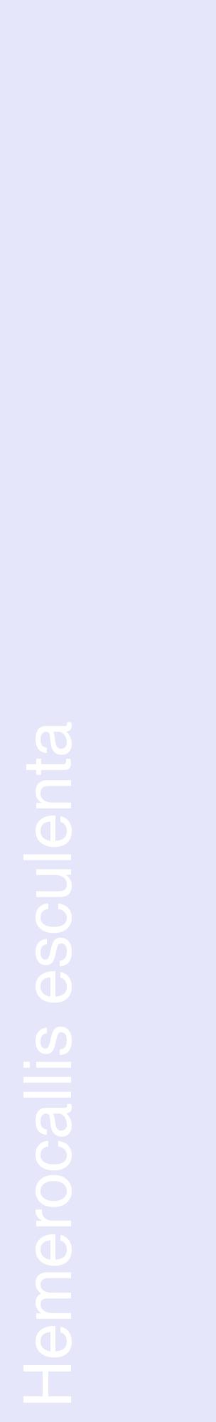 Étiquette de : Hemerocallis esculenta - format c - style blanche55_basiquehel avec comestibilité