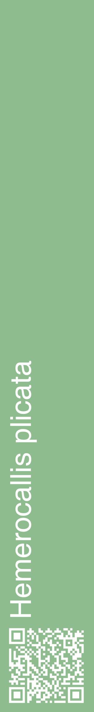 Étiquette de : Hemerocallis plicata - format c - style blanche13_basiquehel avec qrcode et comestibilité