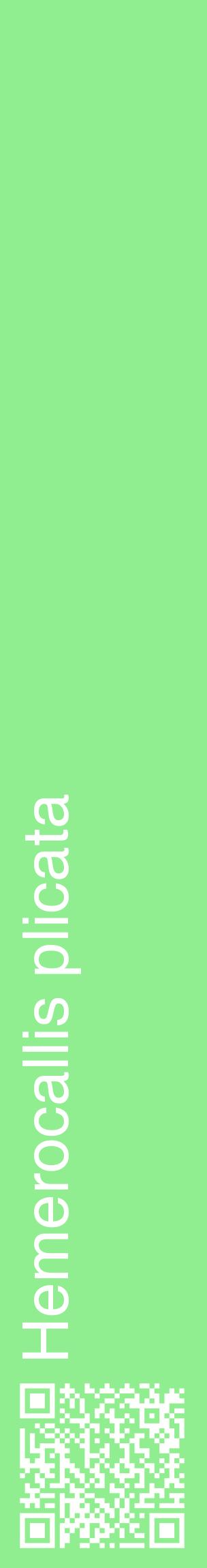 Étiquette de : Hemerocallis plicata - format c - style blanche15_basiquehel avec qrcode et comestibilité