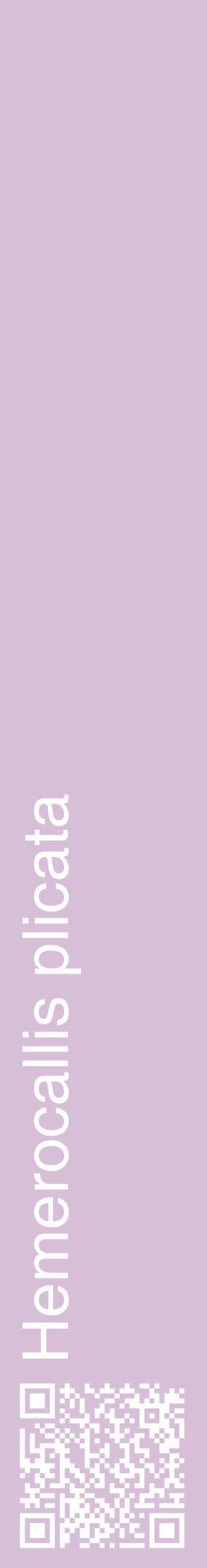 Étiquette de : Hemerocallis plicata - format c - style blanche54_basiquehel avec qrcode et comestibilité