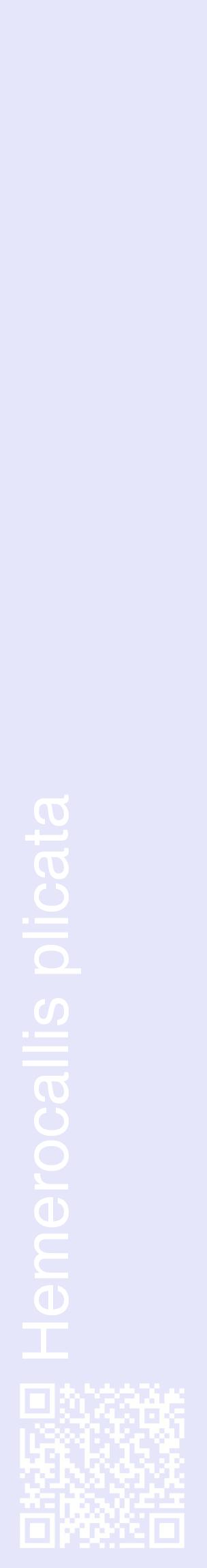 Étiquette de : Hemerocallis plicata - format c - style blanche55_basiquehel avec qrcode et comestibilité