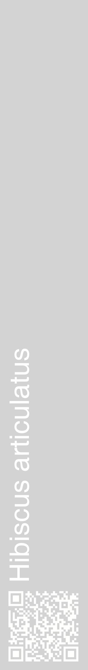 Étiquette de : Hibiscus articulatus - format c - style blanche56_basiquehel avec qrcode et comestibilité