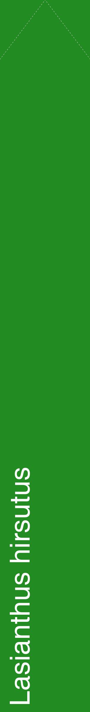 Étiquette de : Lasianthus hirsutus - format c - style blanche10_simplehel avec comestibilité