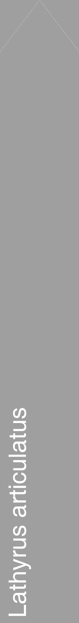 Étiquette de : Lathyrus articulatus - format c - style blanche24_simple_simplehel avec comestibilité - position verticale