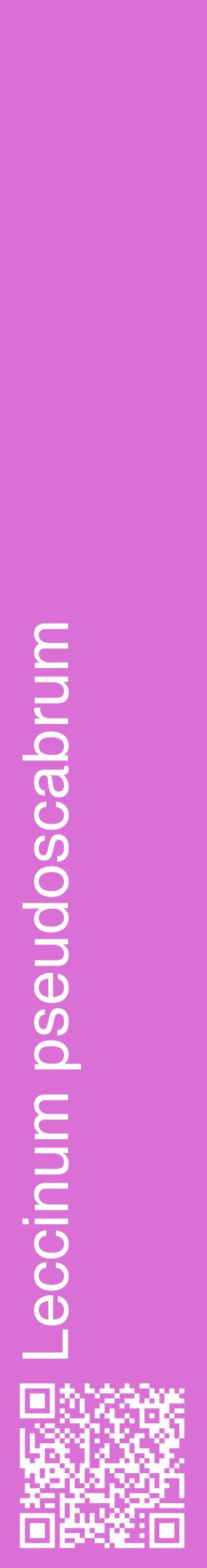 Étiquette de : Leccinum pseudoscabrum - format c - style blanche52_basiquehel avec qrcode et comestibilité