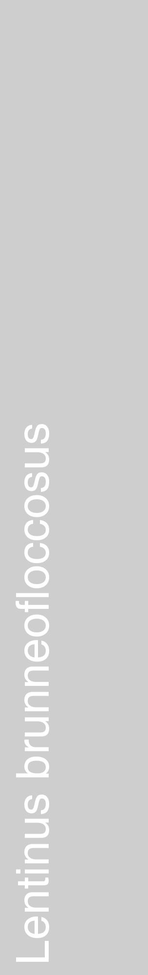 Étiquette de : Lentinus brunneofloccosus - format c - style blanche17_basique_basiquehel avec comestibilité - position verticale