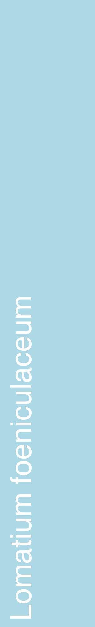 Étiquette de : Lomatium foeniculaceum - format c - style blanche0_basiquehel avec comestibilité